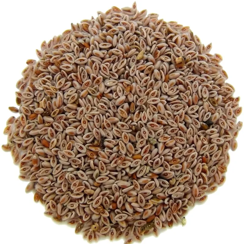 Graines de psyllium