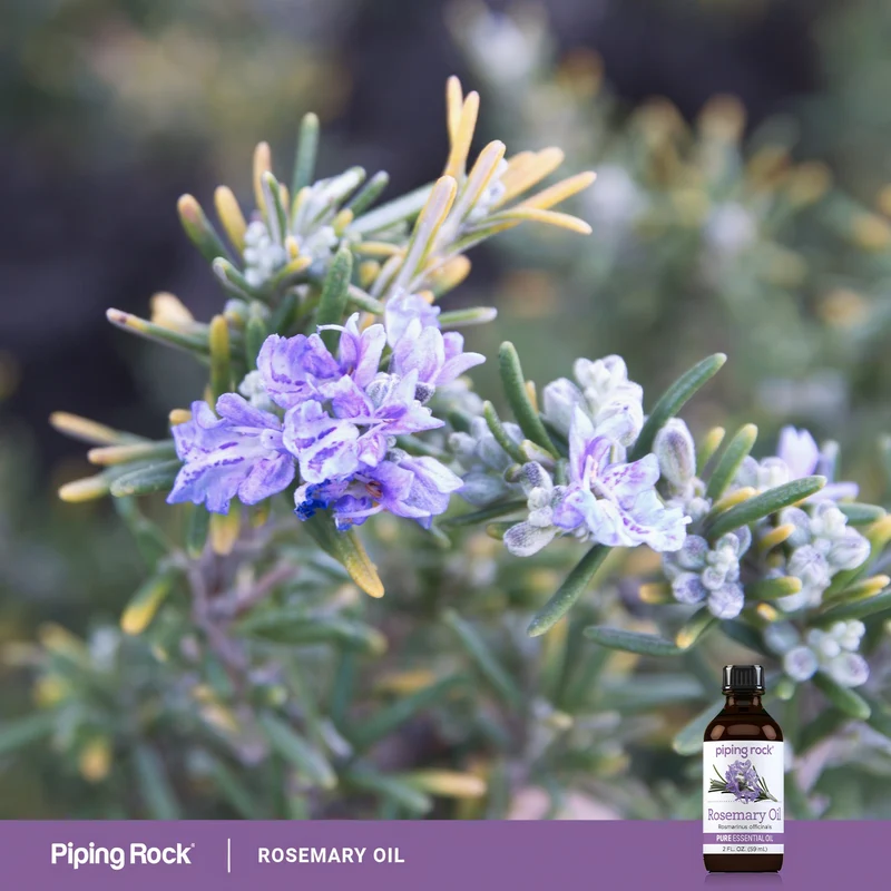 Rosemary Pure Essential Oil, 2 fl oz (59 mL) Bottle
