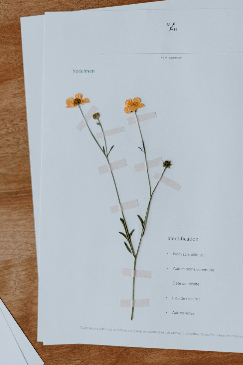 Mon herbier de mauvaises herbes (ebook)