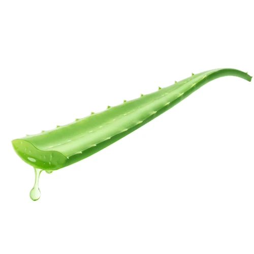 ALOE VERA PIÈCE