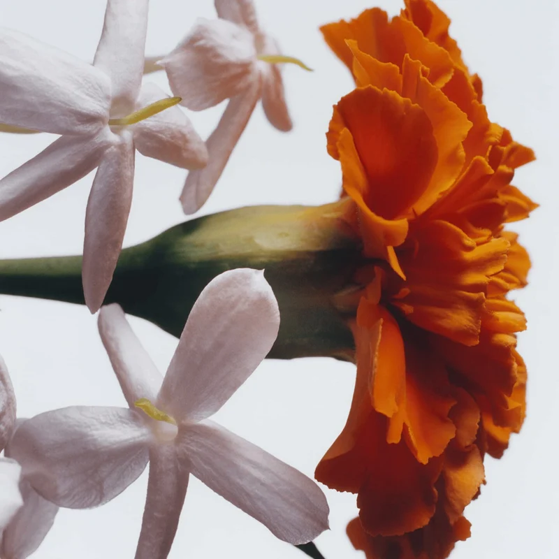 Jo Malone London - Jasmine Sambac & Marigold