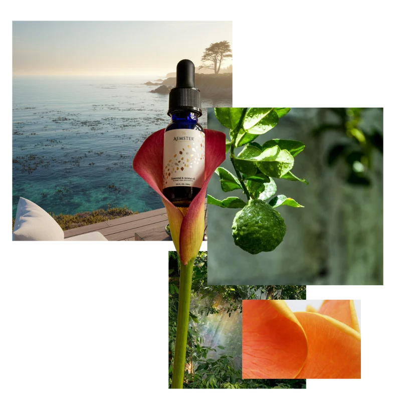 Bundle: Wally Black, Aroma Diffuser + 15ml Kelp Forest