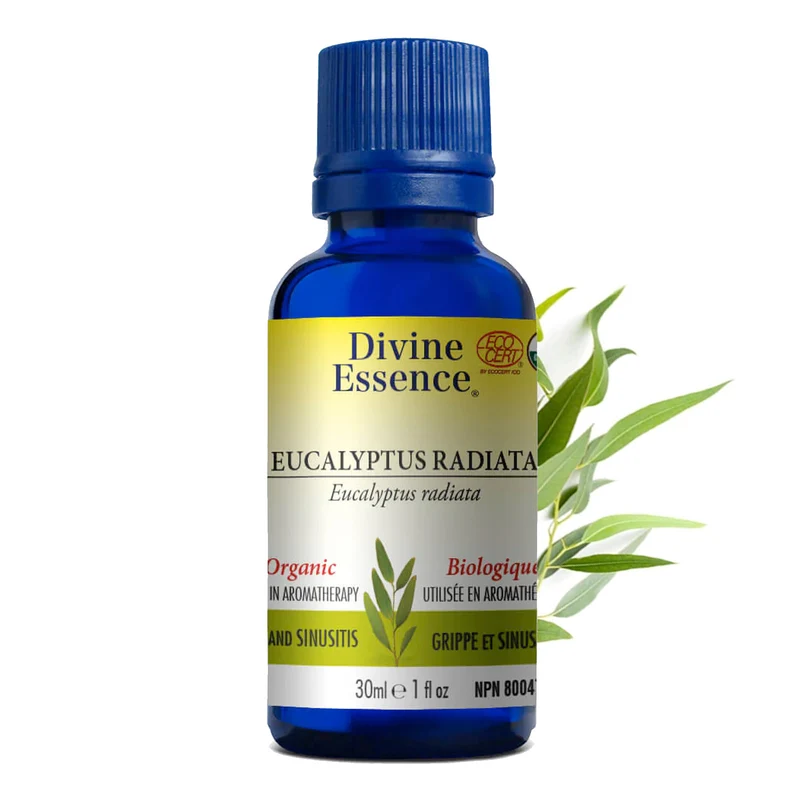 Eucalyptus Radiata Organic
