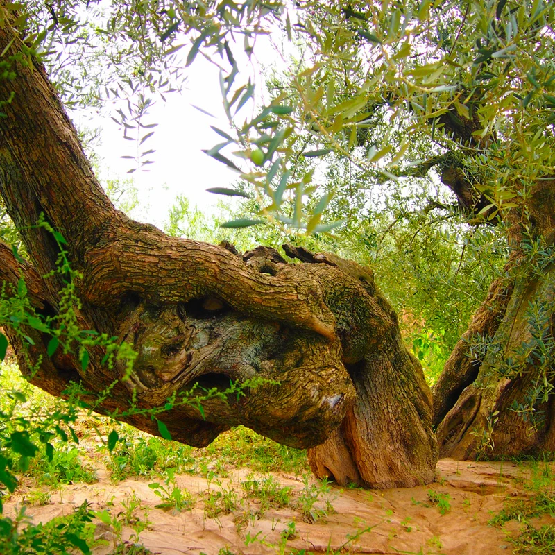 9 OLIVERES | OLIVOS MILENARIOS + CATA