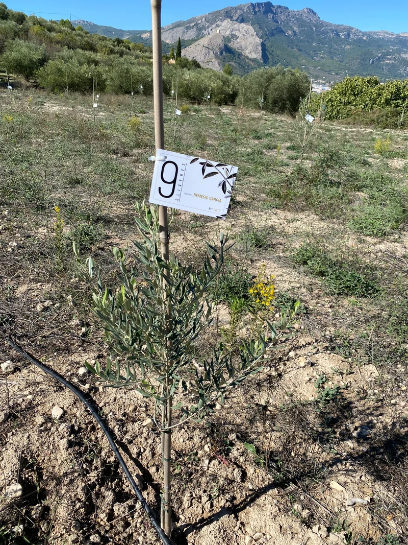 9 OLIVERES | ADOPTA UN OLIVO