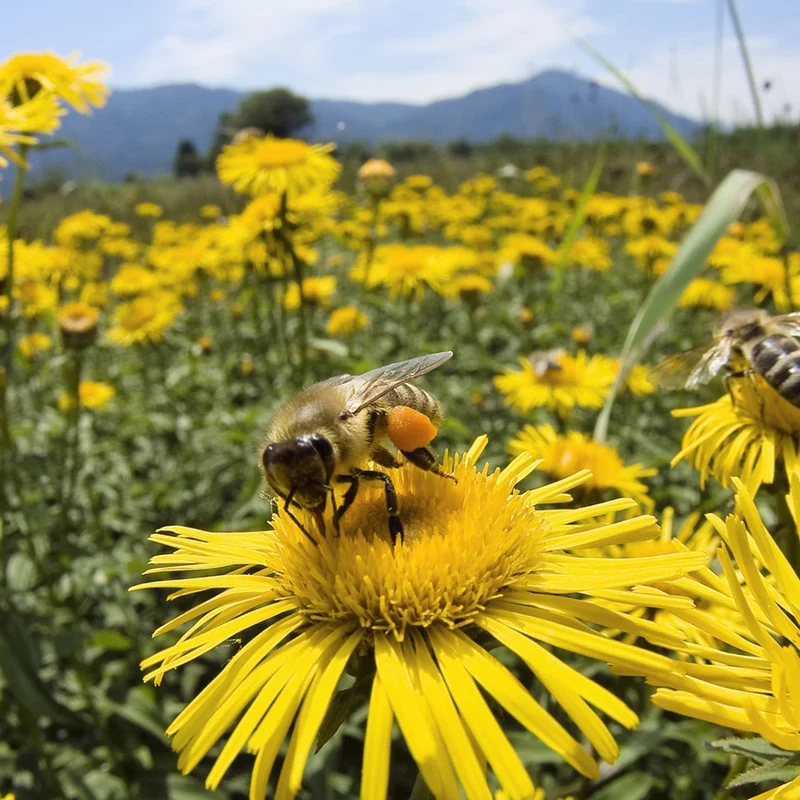MIEL ECOLÓGICA | MIL FLORES