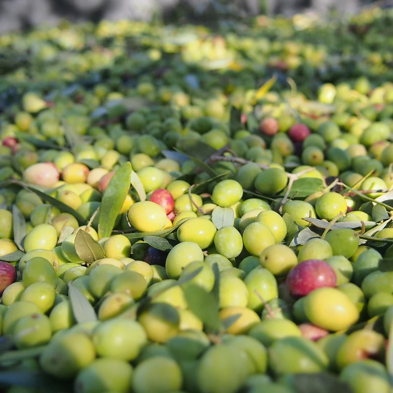 9 OLIVERES | BLANQUETA | 2 × 2,5 L