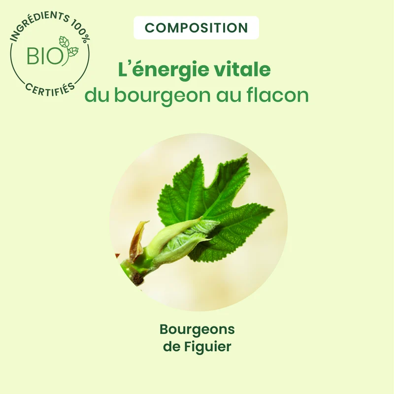 Bourgeon de Figuier - spray - Bio