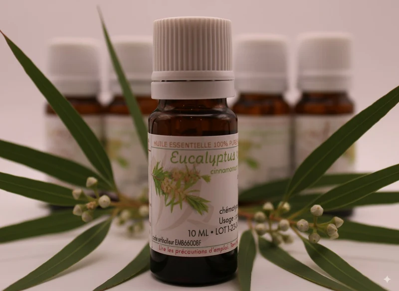 Huile Essentielle BIO d’Eucalyptus Radié