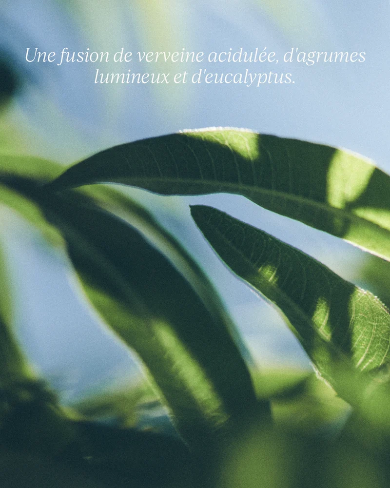 L'Occitane Savon Liquide Mains & Corps Karité Verveine