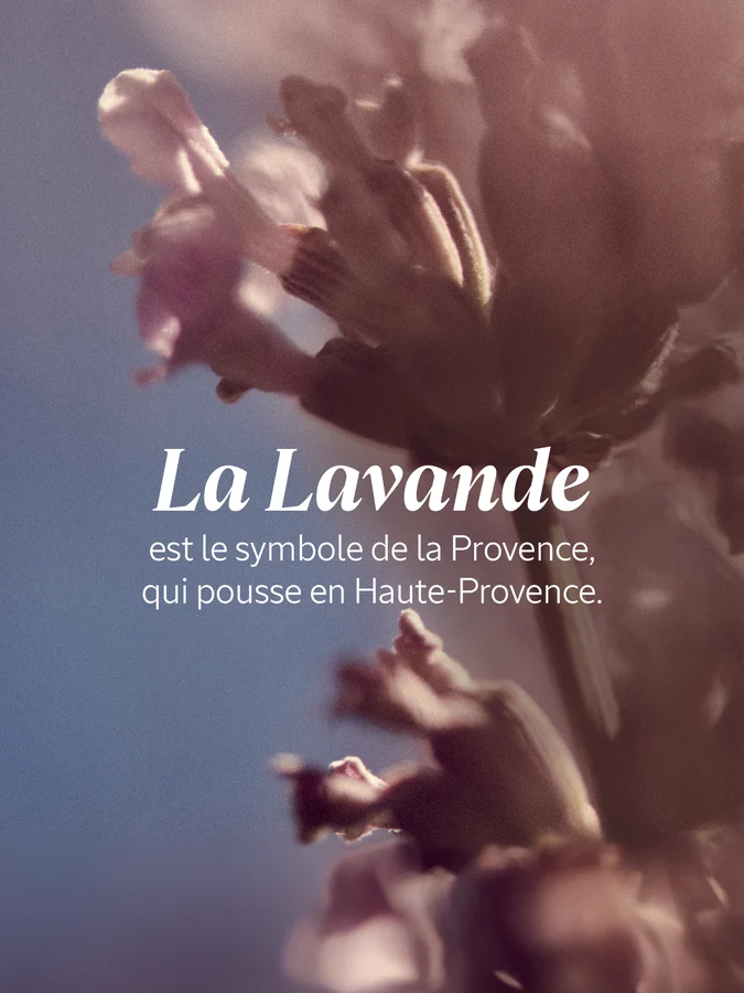 L'Occitane Lait Corps Lavande Blanche 250 ml