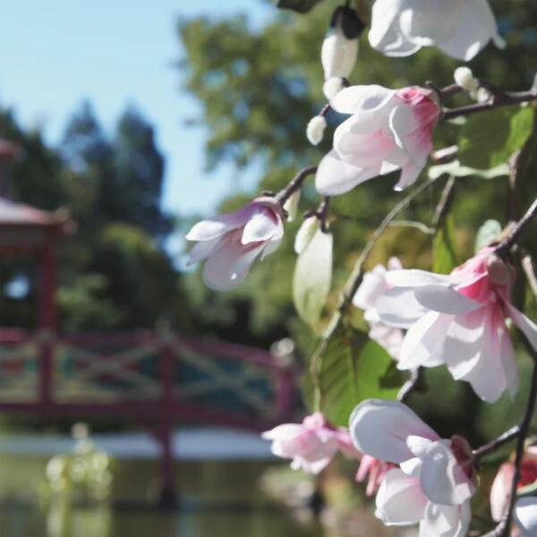 Maison Margiela Springtime In A Park - Eau de toilette
