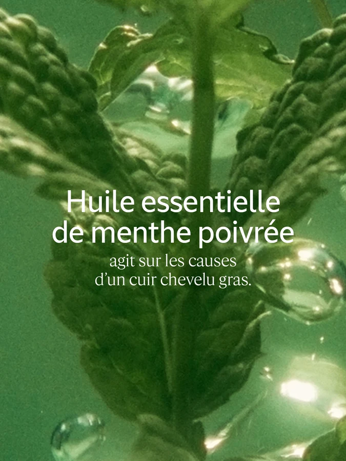 L'Occitane Shampooing Fraîcheur Purifiante