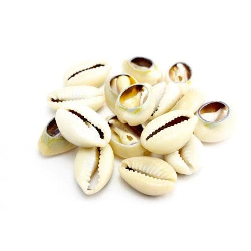 ACCESSOIRES ≡ Cauris Naturels "12 PCS"