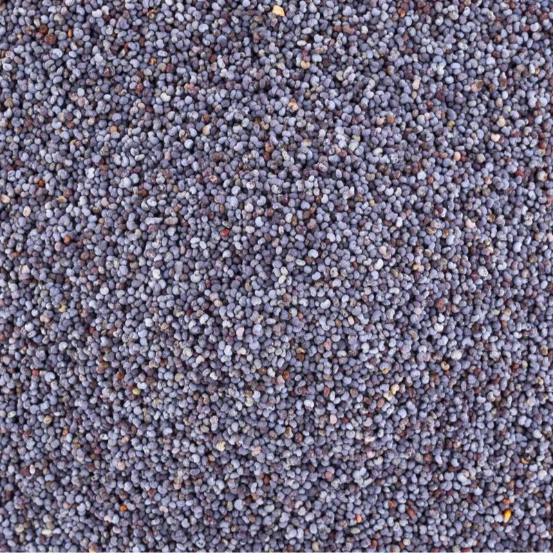 Graines de Pavot Bleu – El Khachkhach