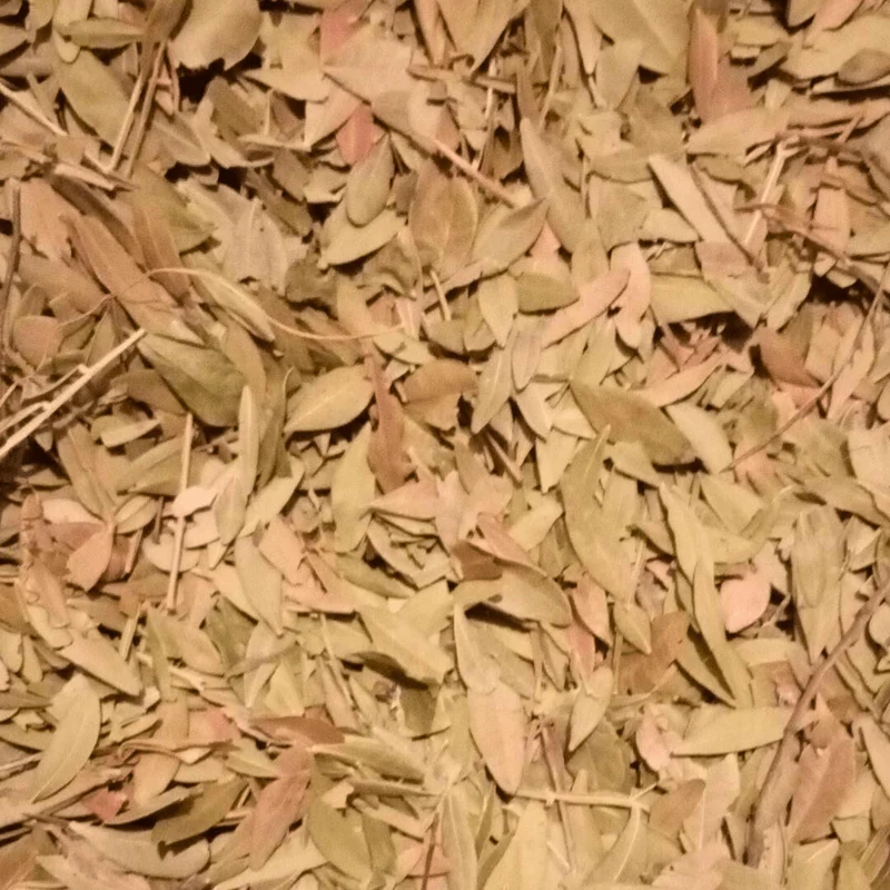 Feuilles de Pistacia lentiscus - El Darw الضرو
