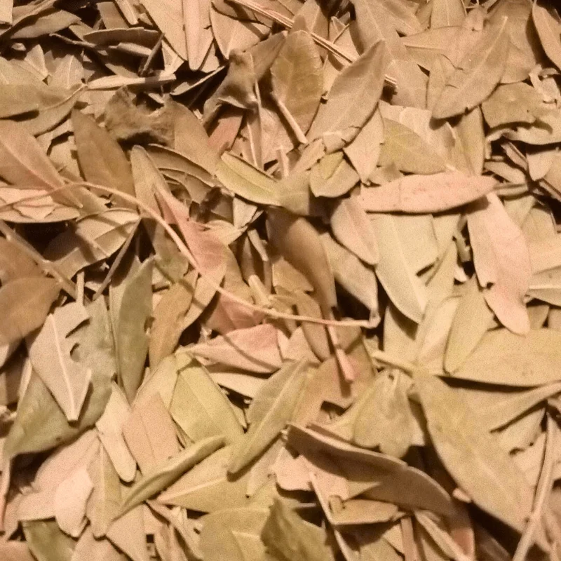 Feuilles de Pistacia lentiscus - El Darw الضرو