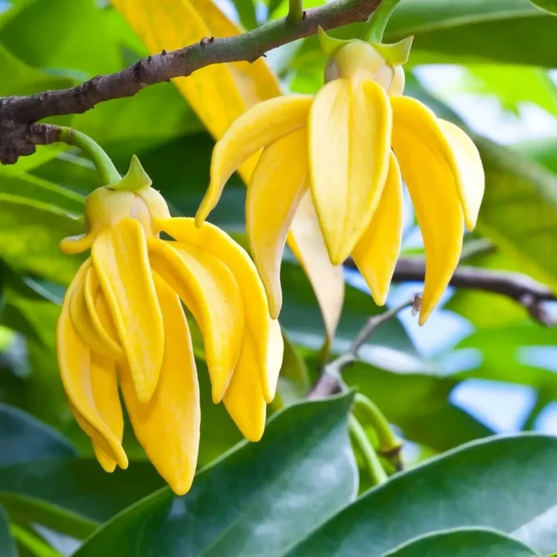 Huile Essentielle d'Ylang Ylang BIO 10ml