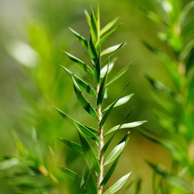 Huile Essentielle de Romarin à Cinéole BIO 10ml - Les Imparfaits