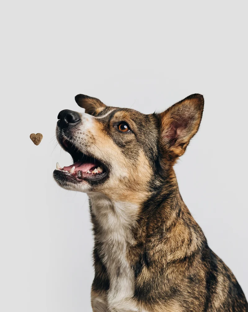 Complément pour le pelage et la peau du chien Fur & Skin Oggo 180 g