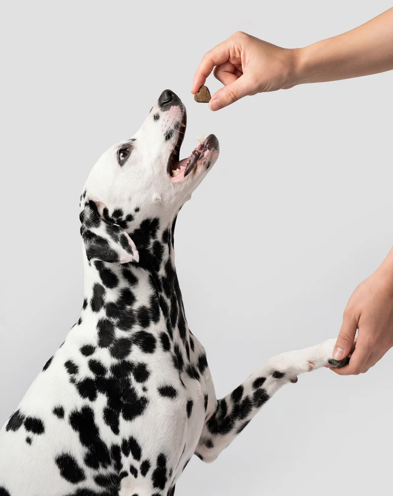 Complément pour le pelage et la peau du chien Fur & Skin Oggo 180 g