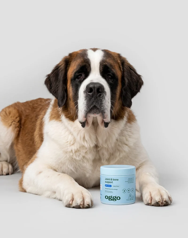 Complément pour les articulations et les os des chiens de grande race, actifs, âgés Joint & Bone Support Oggo 180 g