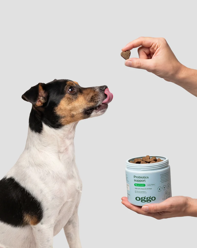 Probiotique pour chien Bacillus velezensis pour la digestion, les intestins et l'immunité Oggo 180 g