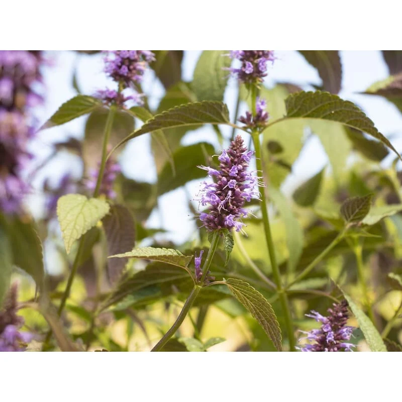 Menthe en graines bio