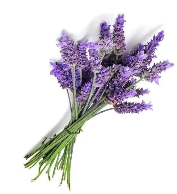 Lavender Etherische olie Biologisch