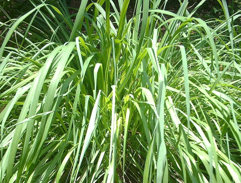 Lemongrass (citroengras) Etherische olie Biologisch