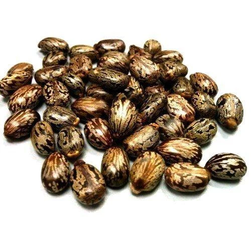 Castor olie (Biologisch & Koudgeperst)