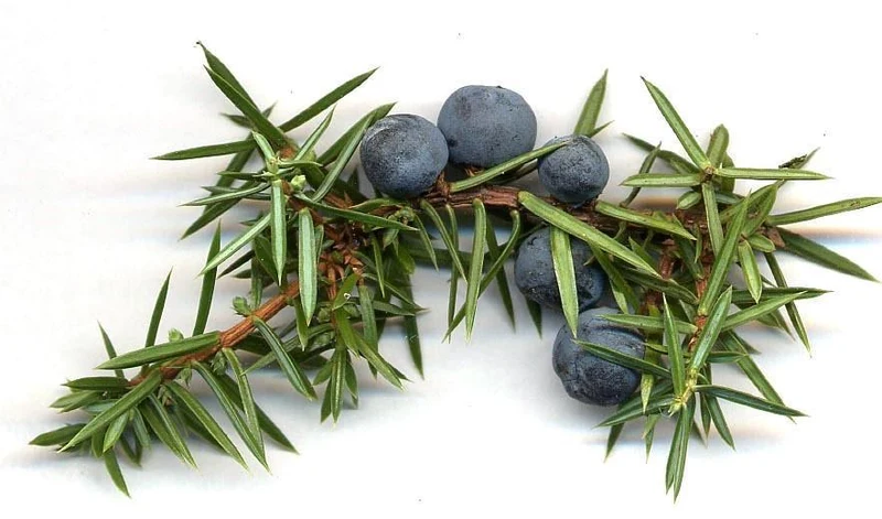 Jeneverbes (Juniper) Etherische olie Biologisch