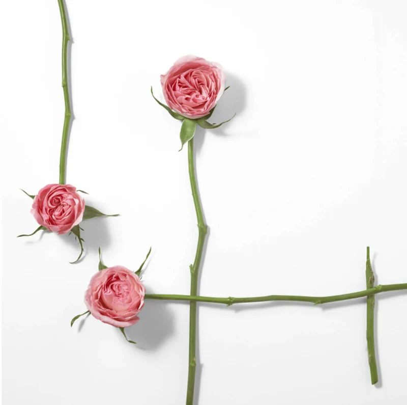 Issey Miyake Rose & Rose - Eau De Parfum
