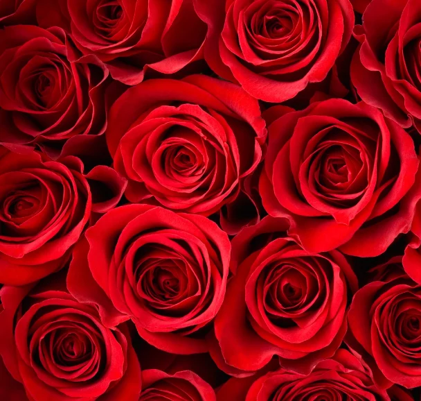 Roses Rouges