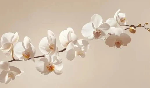 Secret d'Orchidée