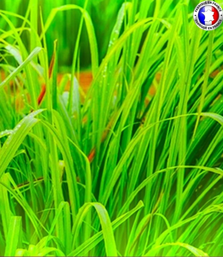 Vetiver