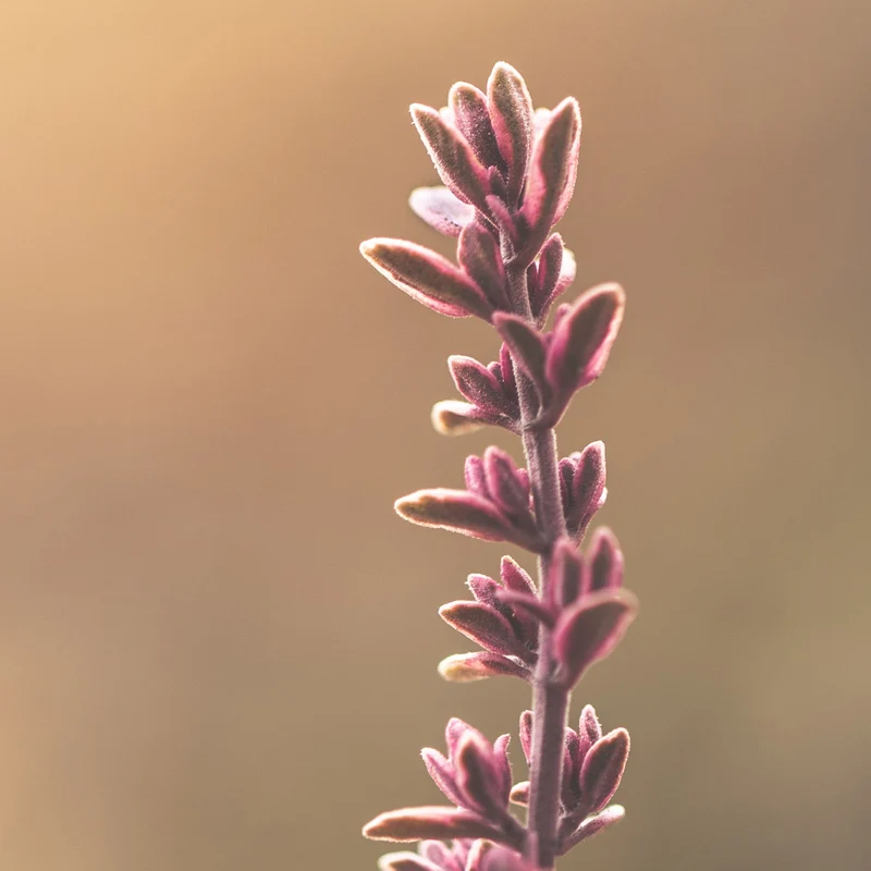 Huile de massage Relaxation Bliss