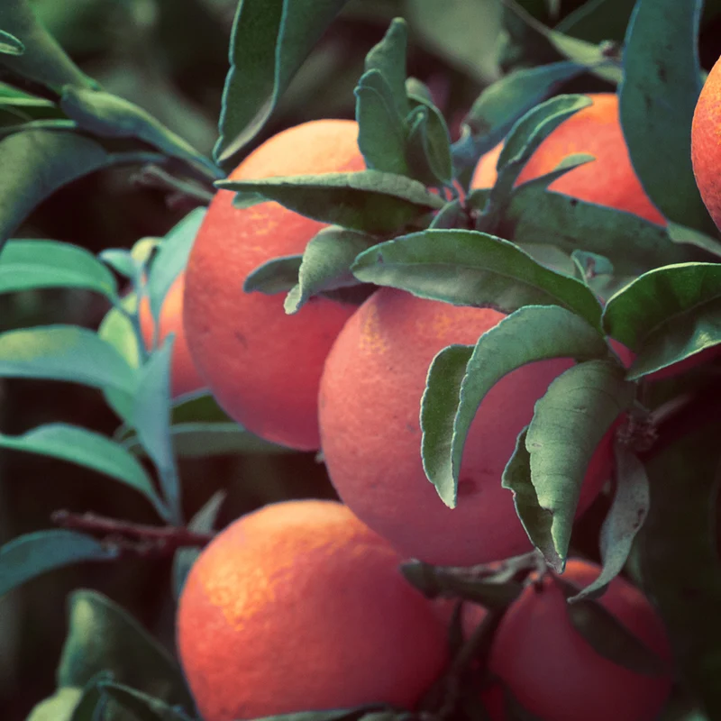Mandarine BIO (N° 154) - Huile Essentielle