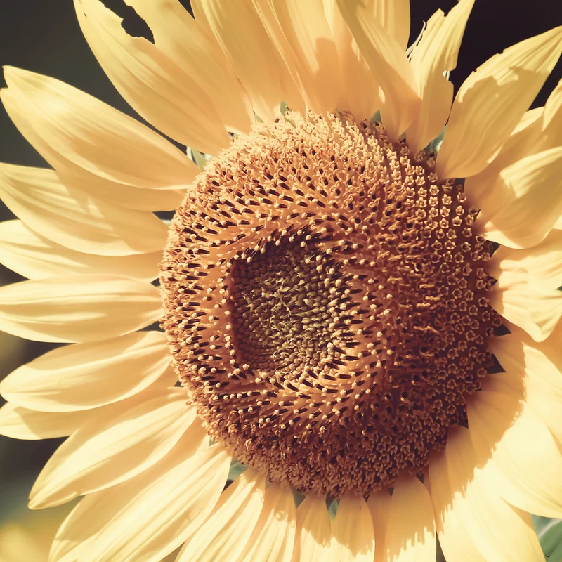 Tournesol BIO - Huile Végétale (N° 253)