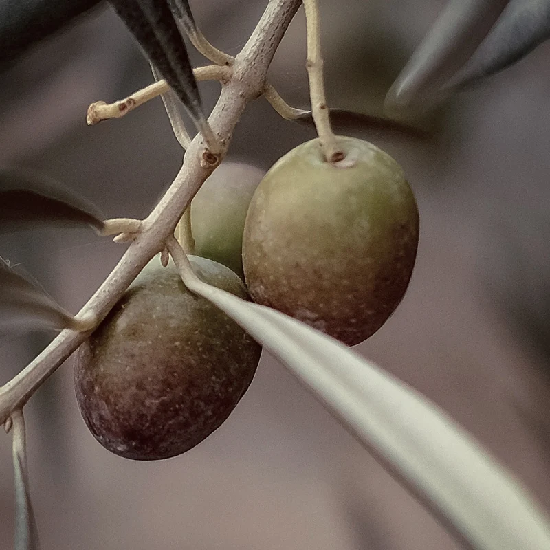 Olive - Squalane Végétal (N° 212) - Qualité Premium