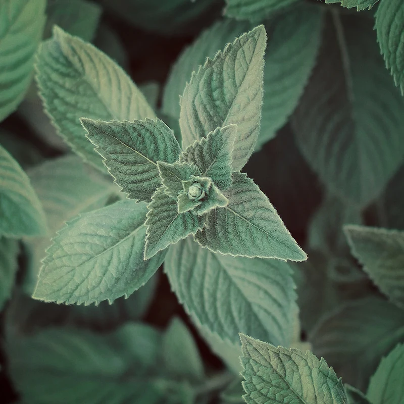 Menthe Poivrée BIO (N° 158) - Huile Essentielle