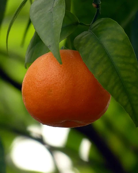 Mandarine (N° 154) - Huile Essentielle