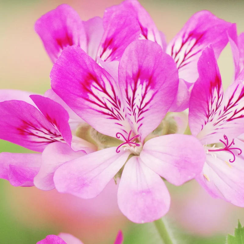 Géranium Rosat (N° 116) - Huile Essentielle