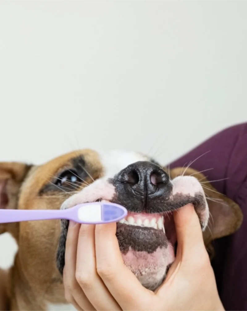 Dentifrice pour chien coco-banane neutralise les odeurs et élimine le tartre Auna For Fauna 30 ml