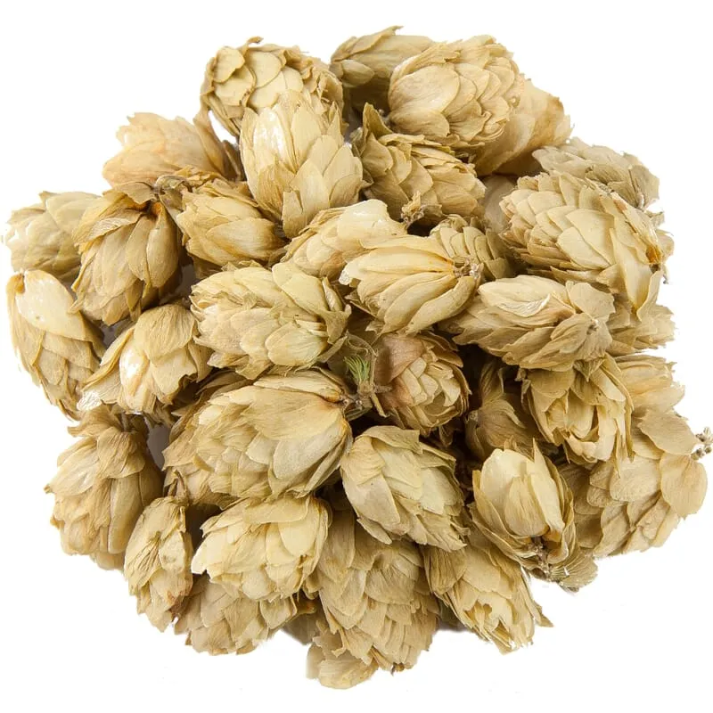 Fleurs de houblon