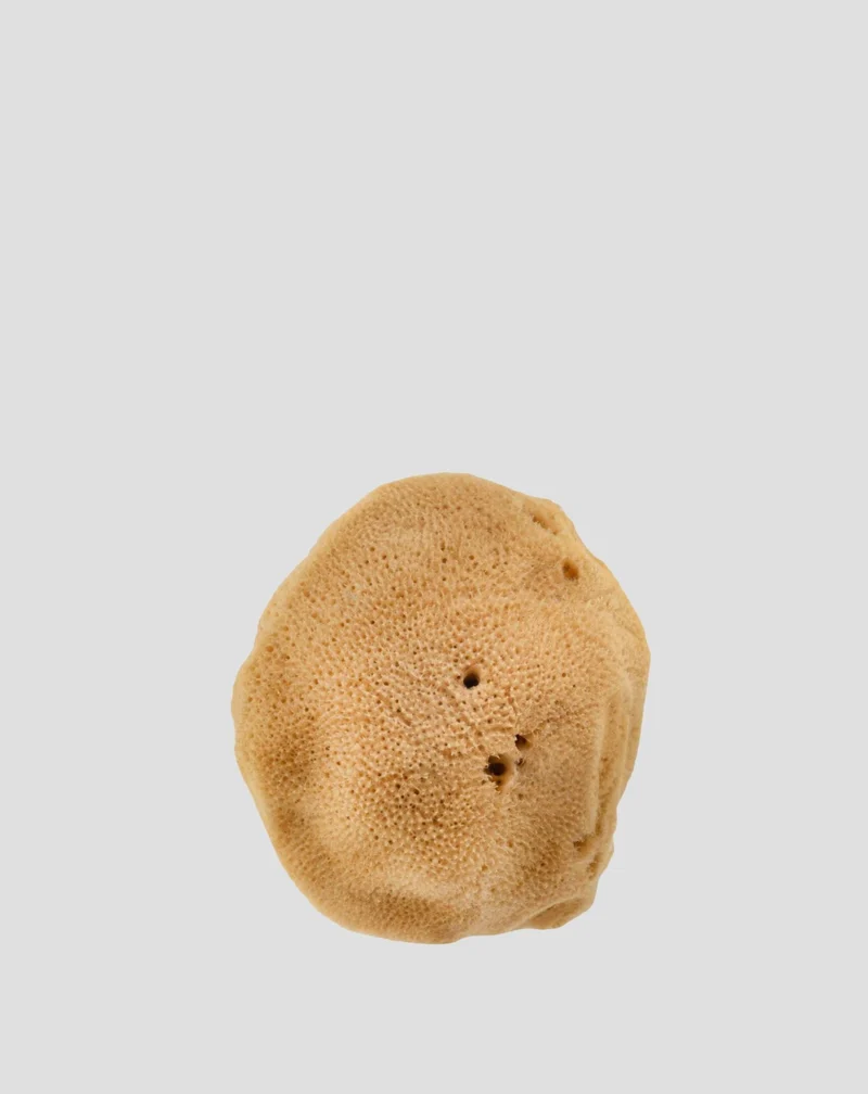 Éponge de mer naturelle brune 9,5 cm 02F hypoallergénique et antibactérienne Hhuumm