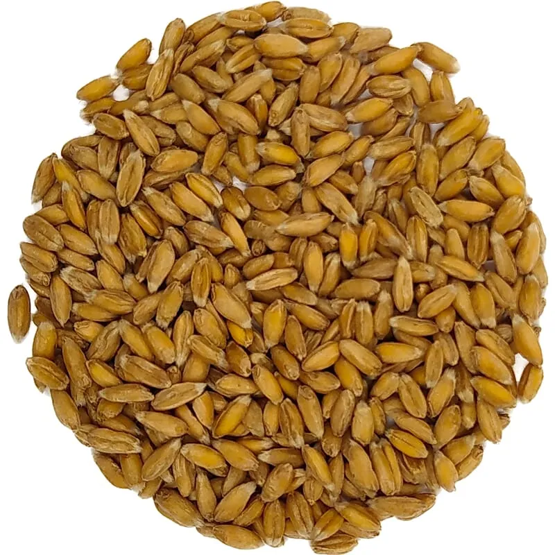Épeautre germé biologique