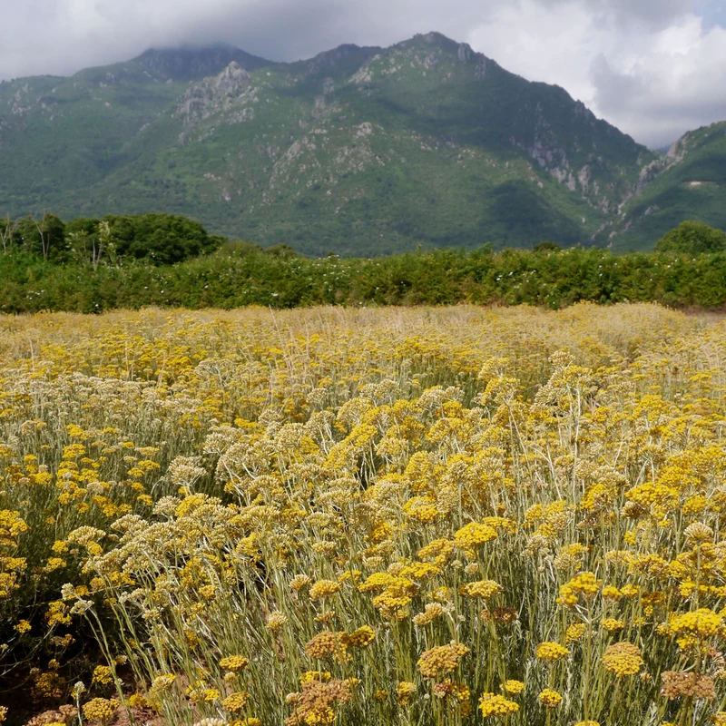 Huile essentielle Immortelle corse Bio et biodynamie