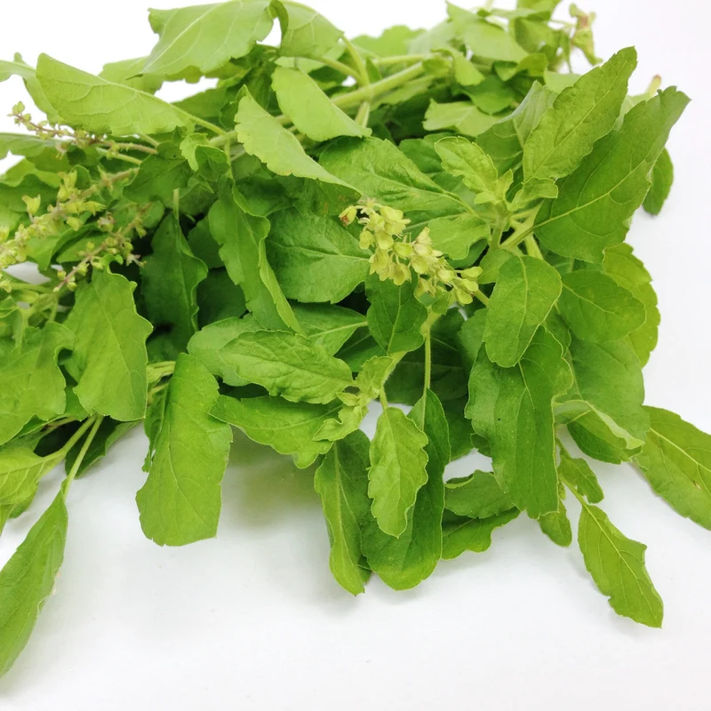 Tulsi tisane | Basilic sacré frotté