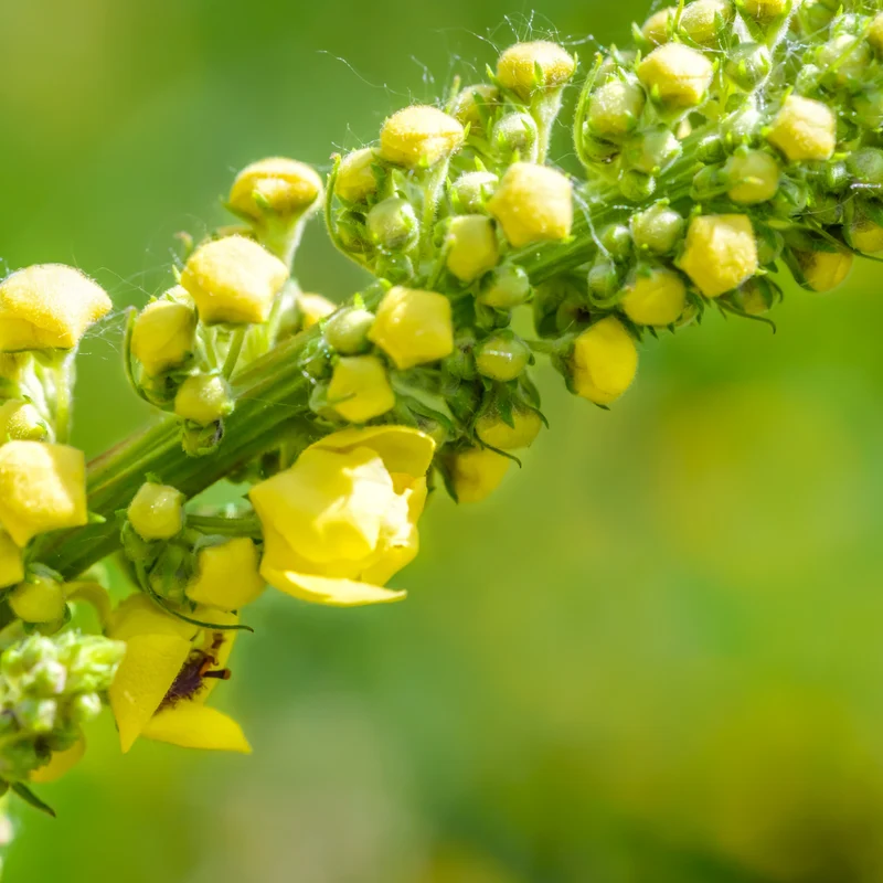 Molène tisane | Bouillon blanc fleurs